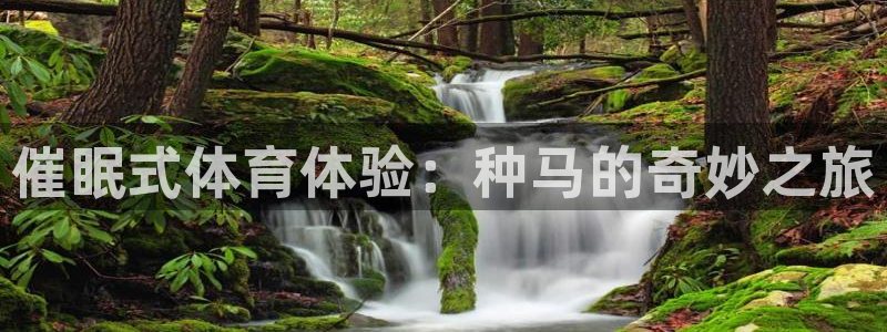 催眠式体育体验：种马的奇妙之旅